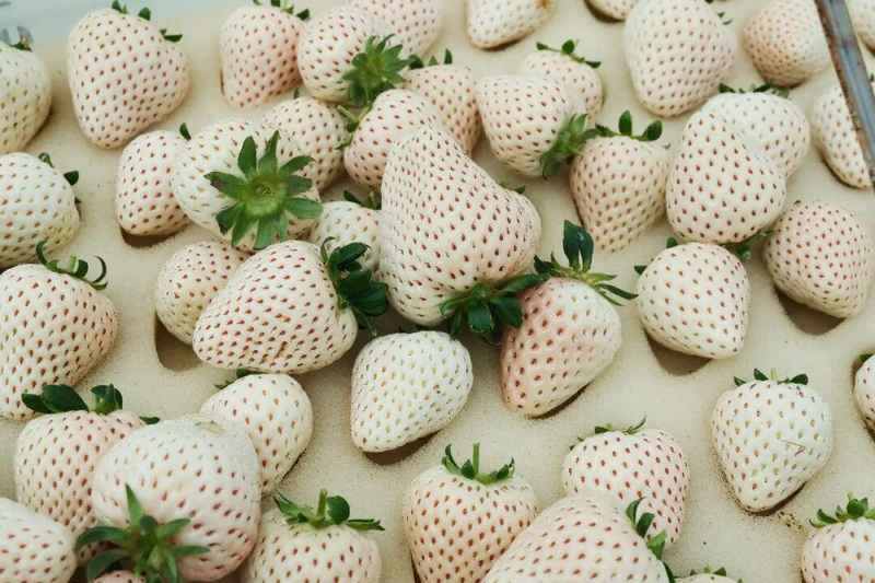  高学历青年返乡创业；追求内心自由；草莓田里收获人生真谛。 文化旅游