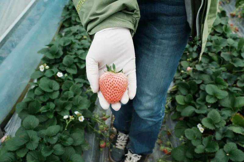  高学历青年返乡创业；追求内心自由；草莓田里收获人生真谛。 文化旅游