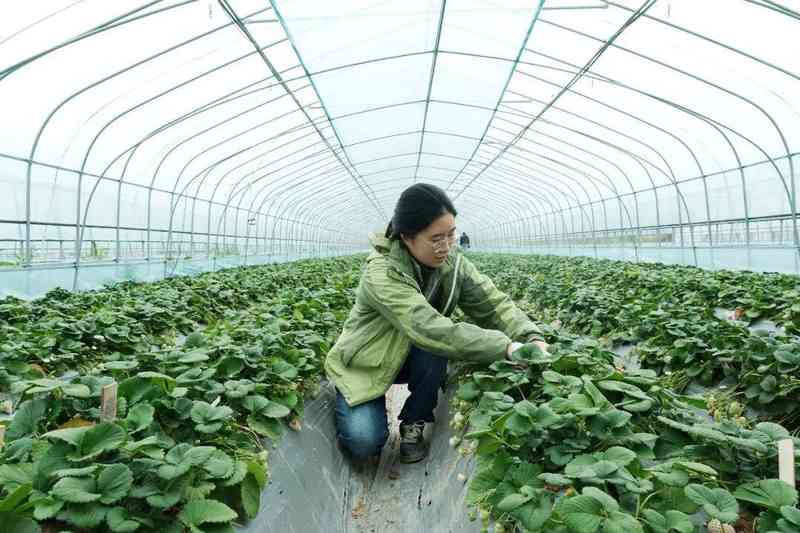  高学历青年返乡创业；追求内心自由；草莓田里收获人生真谛。 文化旅游