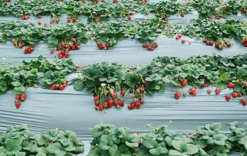  高学历青年返乡创业；追求内心自由；草莓田里收获人生真谛。 文化旅游