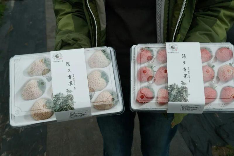  高学历青年返乡创业；追求内心自由；草莓田里收获人生真谛。 文化旅游