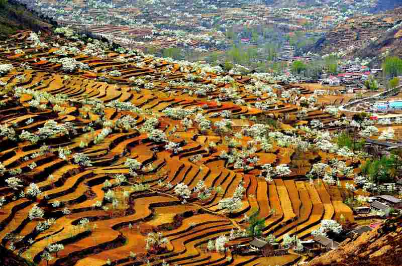 又到梨花飘香时：长城脚下的这场春日之约，让无数人找回久违的仪式感