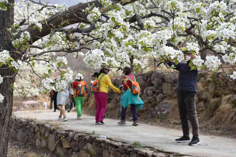  又到梨花飘香时：长城脚下的这场春日之约，让无数人找回久违的仪式感 文化旅游