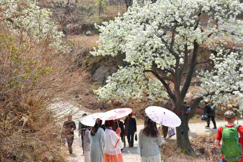  又到梨花飘香时：长城脚下的这场春日之约，让无数人找回久违的仪式感 文化旅游