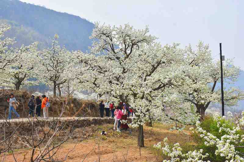  又到梨花飘香时：长城脚下的这场春日之约，让无数人找回久违的仪式感 文化旅游