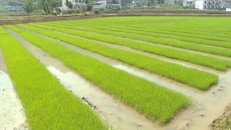  技术赋能下的田野革命：新农人从入门到精通的实战方法论 IT技术